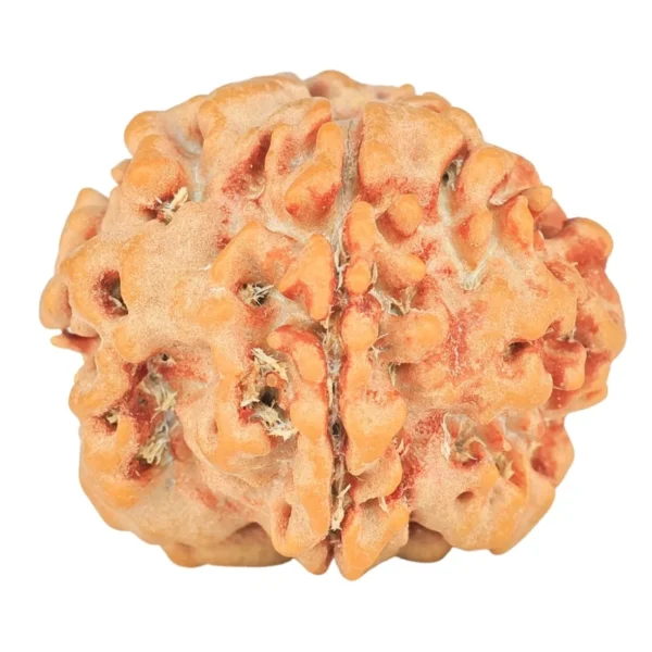1 Mukhi ( U/D ) Ganesh 19.5mm 2.45gm - Rudraksha