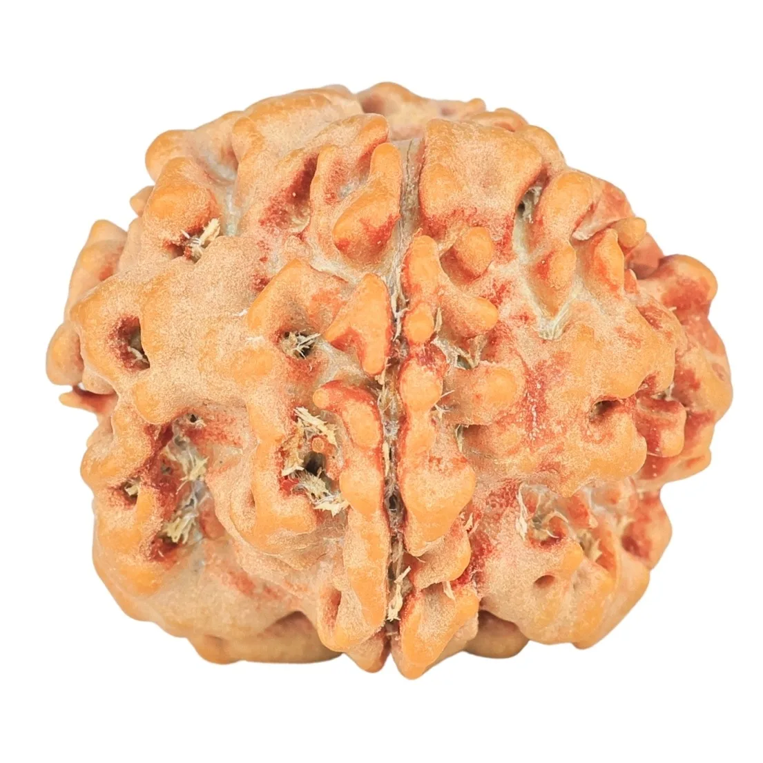 1 Mukhi ( U/D ) Ganesh 19.5mm 2.45gm - Rudraksha