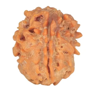 1 Mukhi Rudraksha 20.4mm 2.51gm - Rudraksha
