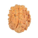 1 Mukhi Rudraksha 19.3mm 2.19gm - Rudraksha