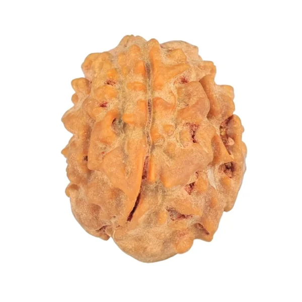 1 Mukhi Rudraksha 19.3mm 2.19gm - Rudraksha