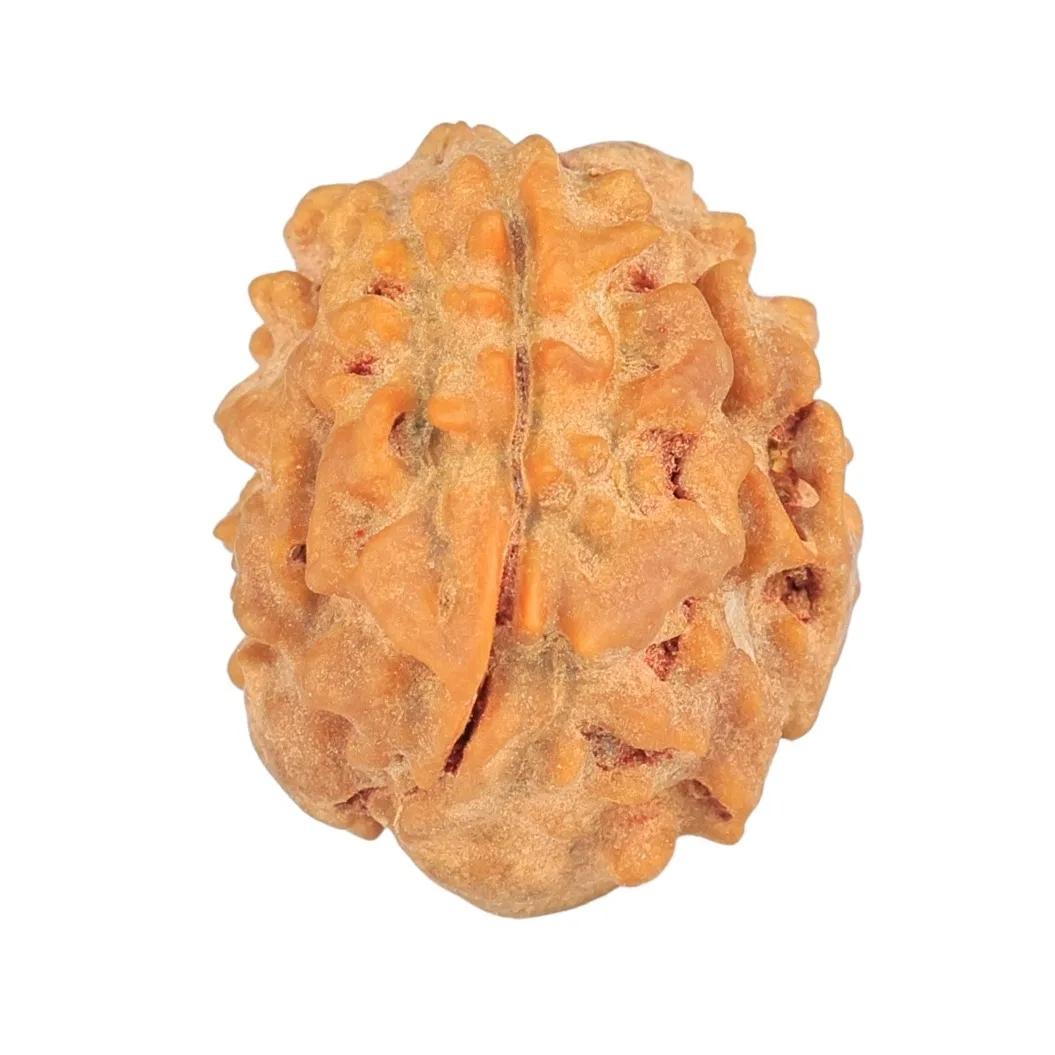 1 Mukhi Rudraksha 19.3mm 2.19gm - Rudraksha