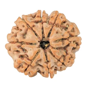 8 Mukhi Rudraksha 22.5mm 3.18gm - Rudraksha