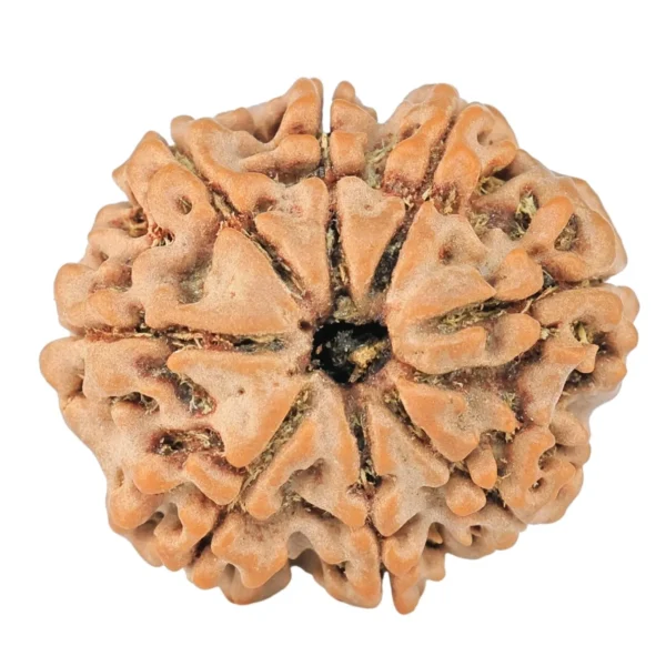 8 Mukhi Rudraksha 22.5mm 3.18gm - Rudraksha