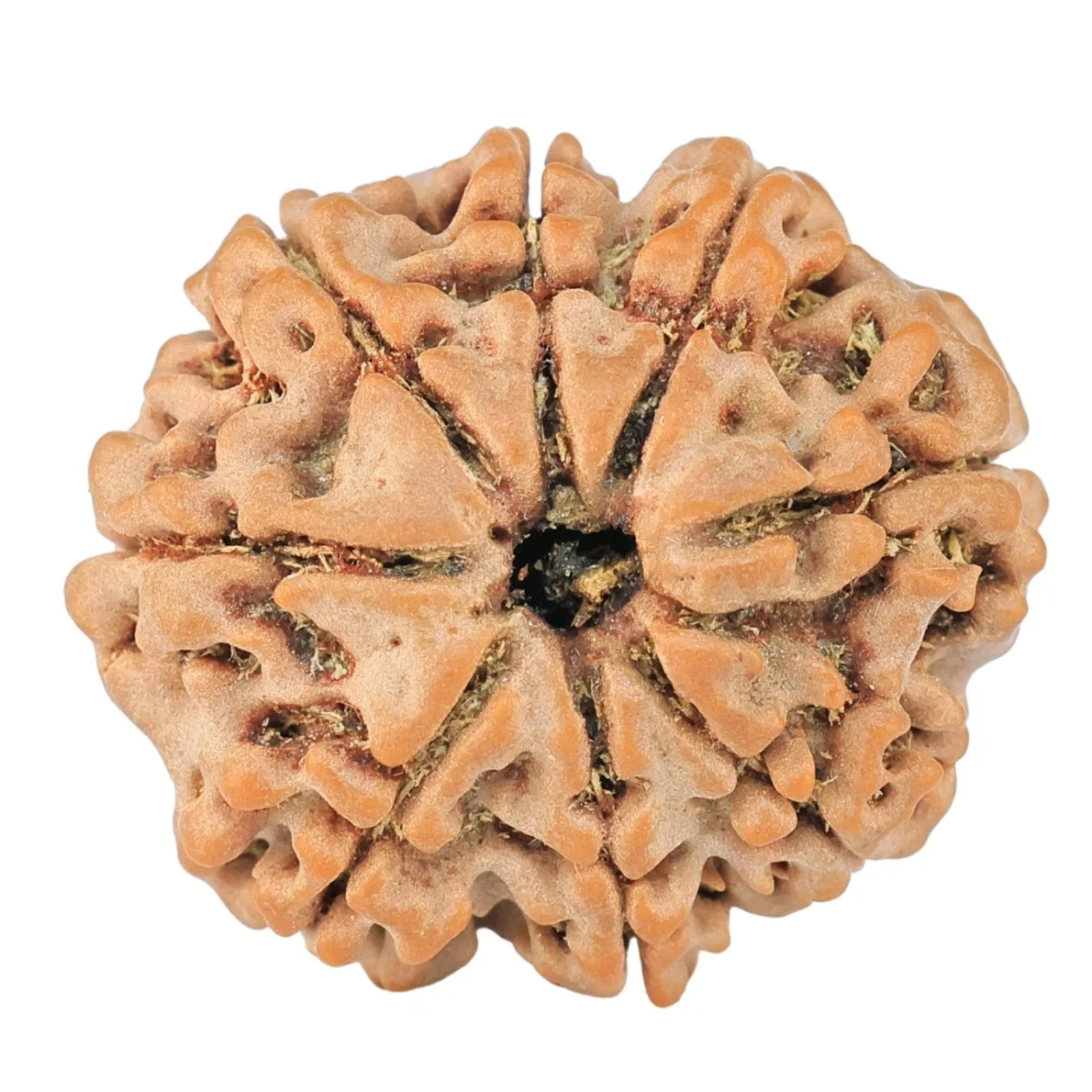 8 Mukhi Rudraksha 22.5mm 3.18gm - Rudraksha