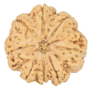 8 Mukhi Rudraksha 29.4mm 7.09gm - Rudraksha