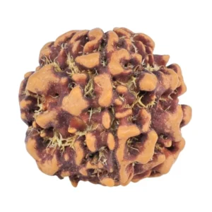1MK(Underdeveloped) 19.6mm 2.5gm - Rudraksha