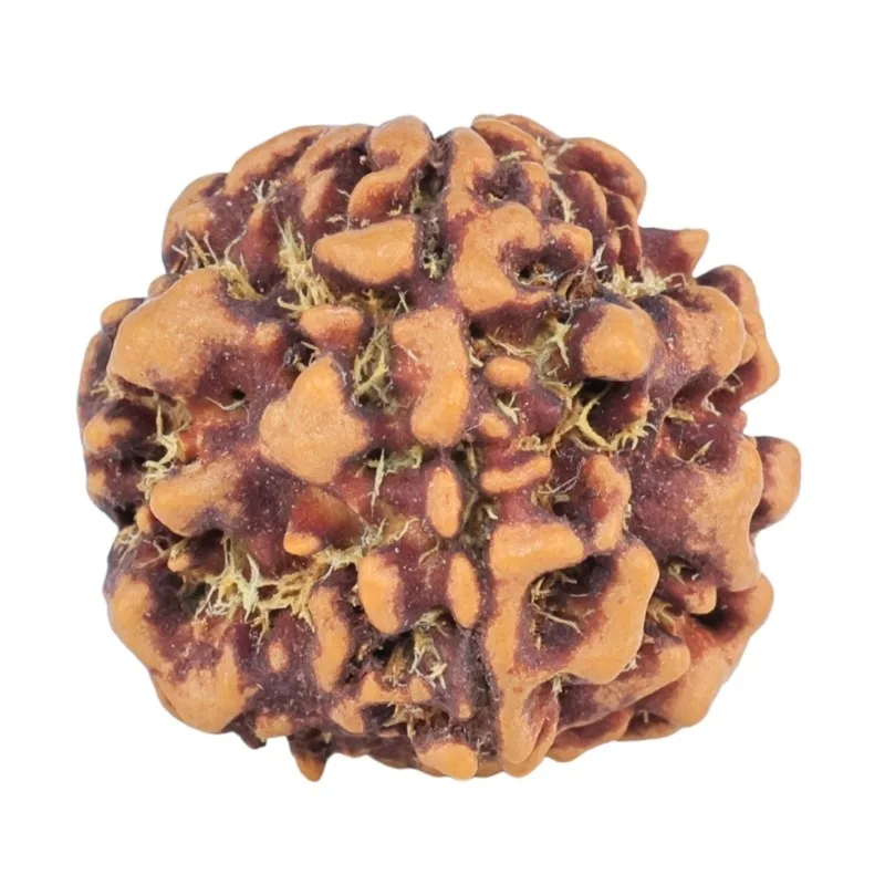 1MK(Underdeveloped) 19.6mm 2.5gm - Rudraksha