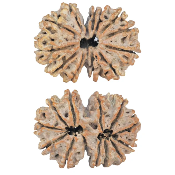 13 MK Gaurishankar 32.1mm 6gm - Rudraksha