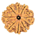 8 Mukhi Rudraksha 28.8mm 5.82gm - Rudraksha