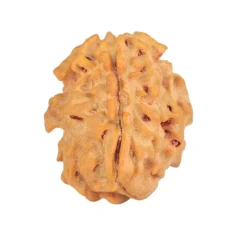 1 Mukhi Rudraksha 20.8mm 2.49gm - Rudraksha