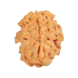 1 Mukhi Rudraksha 20.8mm 2.49gm - Rudraksha