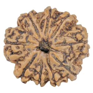 9 Mukhi Rudraksha 24mm 4.07gm - Rudraksha