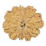 10 Mukhi Rudraksha 30.1mm 7.06gm - Rudraksha