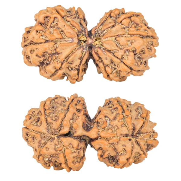 10 Mk Gaurishankar 40mm 8.26gm - Rudraksha