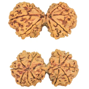 12 MK Gaurishankar 37mm 6.34gm - Rudraksha