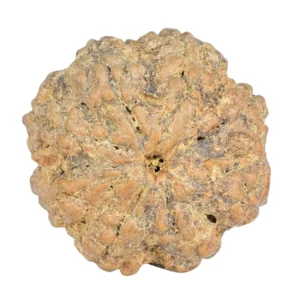8 Mukhi Rudraksha 26.8mm 6.63gm - Rudraksha