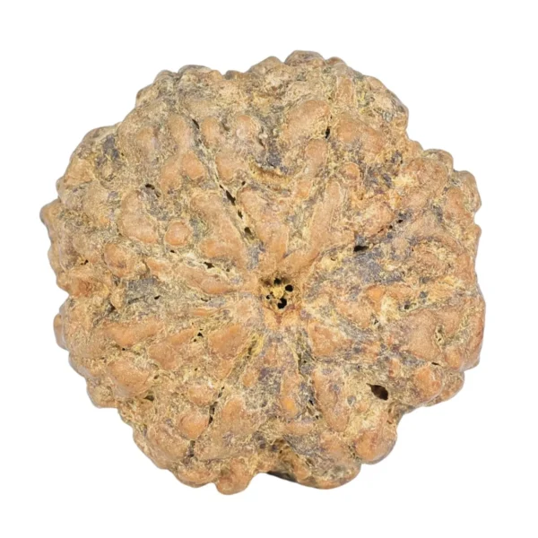 8 Mukhi Rudraksha 26.8mm 6.63gm - Rudraksha