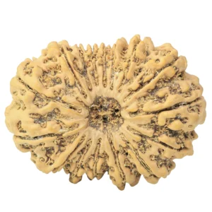 16 Mukhi Rudraksha 34.9mm 7.4gm - Rudraksha