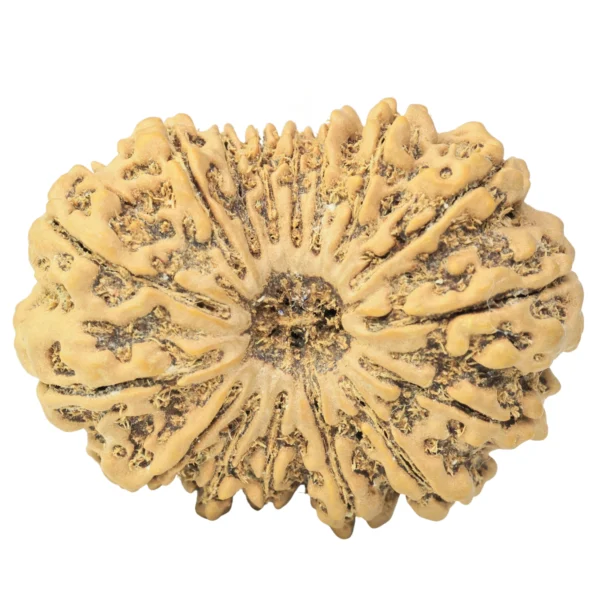 16 Mukhi Rudraksha 34.9mm 7.4gm - Rudraksha