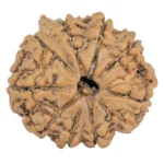 9 Mukhi Ganesh 24mm 3.64gm - Rudraksha