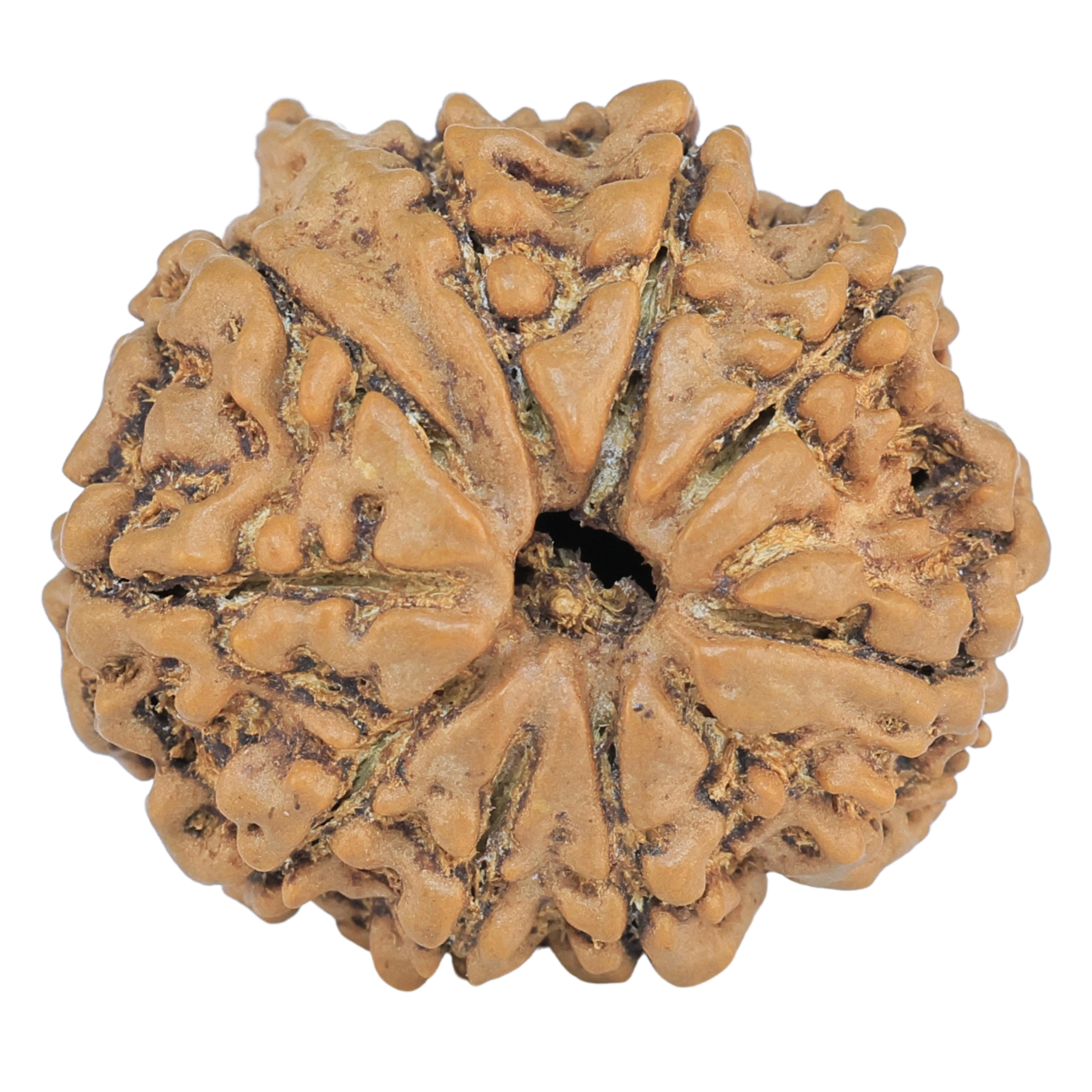9 Mukhi Ganesh 24mm 3.64gm - Rudraksha