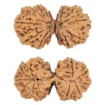 11 MK Gaurishankar 41.4mm 8.17gm - Rudraksha