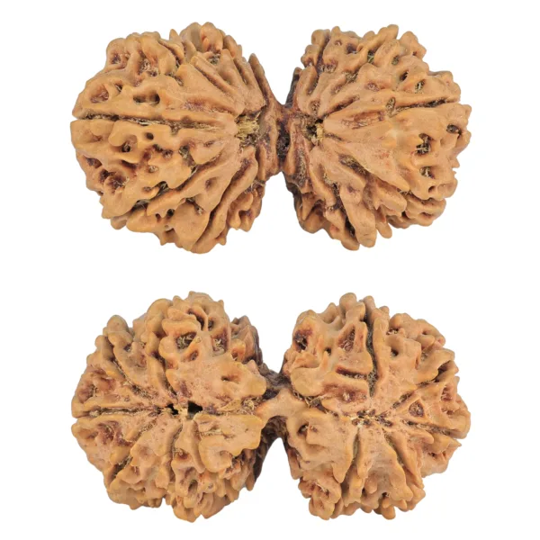 11 MK Gaurishankar 41.4mm 8.17gm - Rudraksha