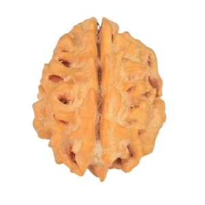 1 Mukhi Rudraksha 18.2mm 1.61gm - Rudraksha