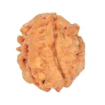 1 Mukhi Rudraksha 18.3mm 2.13gm - Rudraksha