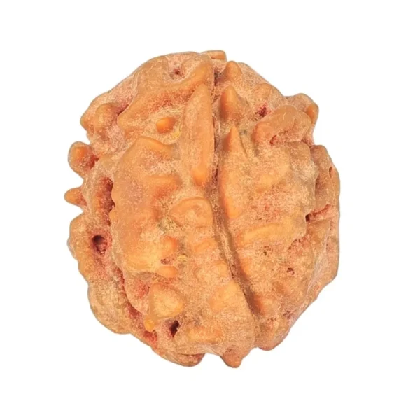1 Mukhi Rudraksha 18.3mm 2.13gm - Rudraksha