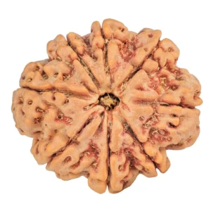 8 Mukhi Rudraksha 28mm 6.3gm - Rudraksha