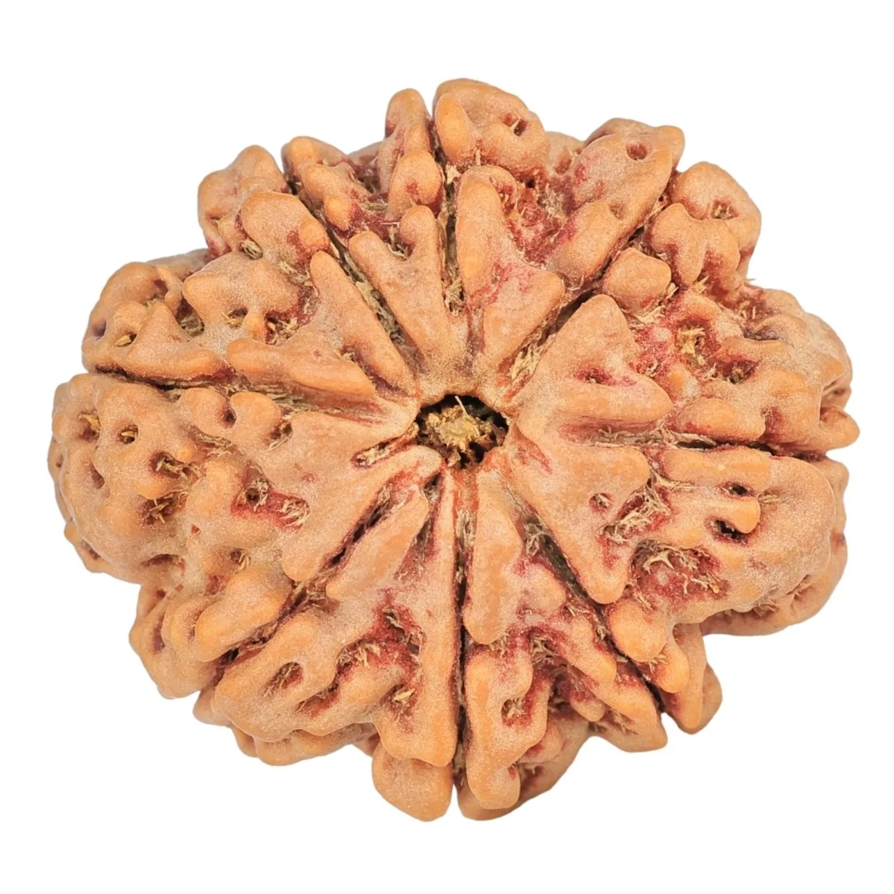 8 Mukhi Rudraksha 28mm 6.3gm - Rudraksha