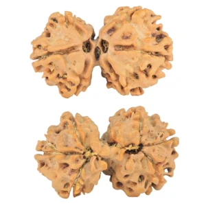7 MK Gaurishankar 26.6mm 2.92gm - Rudraksha