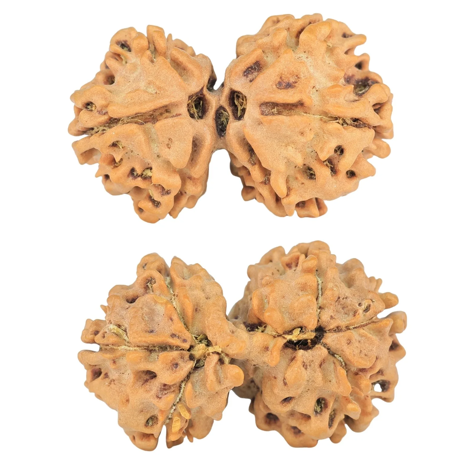 7 MK Gaurishankar 26.6mm 2.92gm - Rudraksha