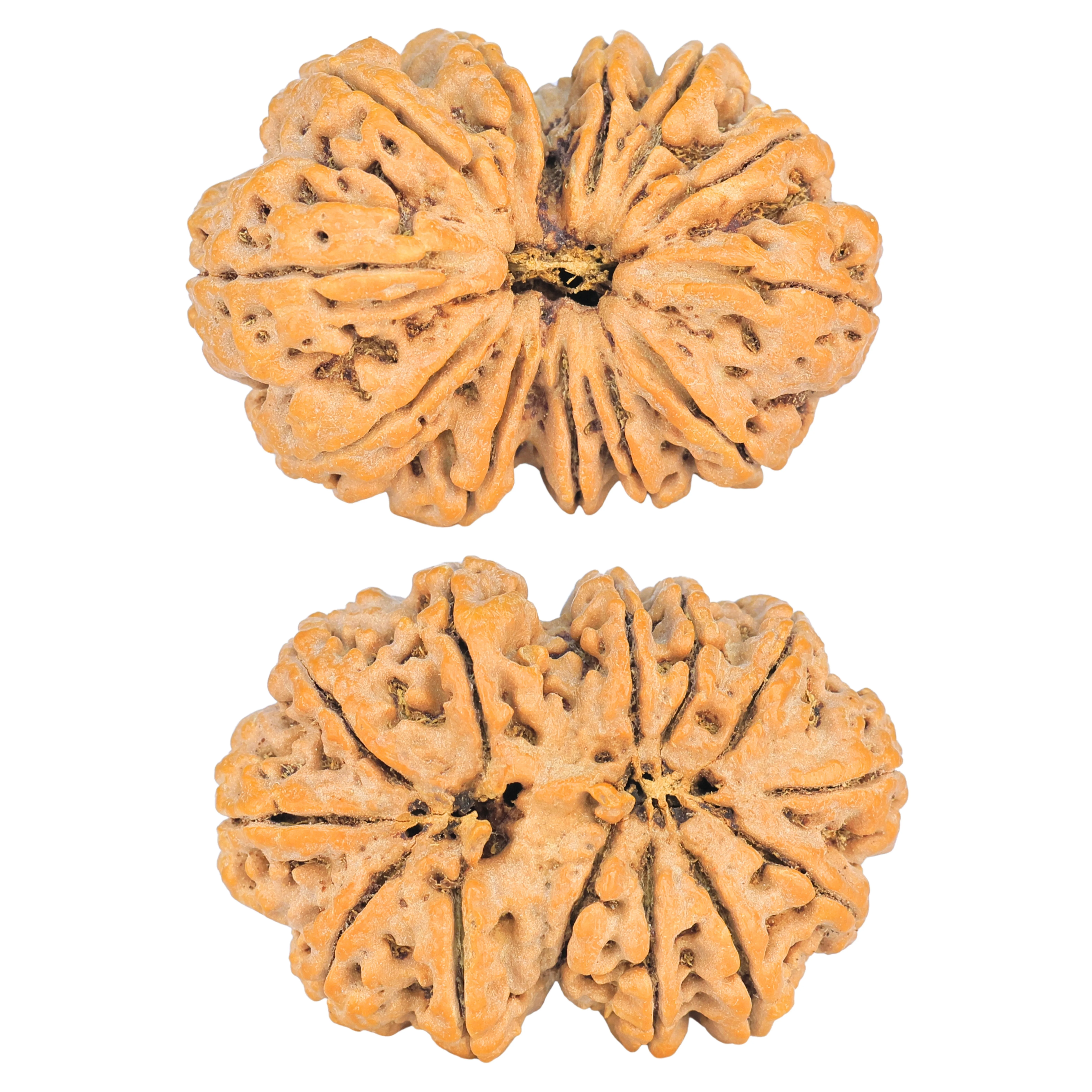 13 MK Gaurishankar 36.2mm 8.38gm - Rudraksha