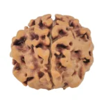 1MK(Underdeveloped) 19.6mm 2.67gm - Rudraksha