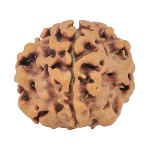 1MK(Underdeveloped) 19.6mm 2.67gm - Rudraksha