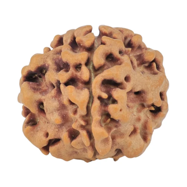 1MK(Underdeveloped) 19.6mm 2.67gm - Rudraksha