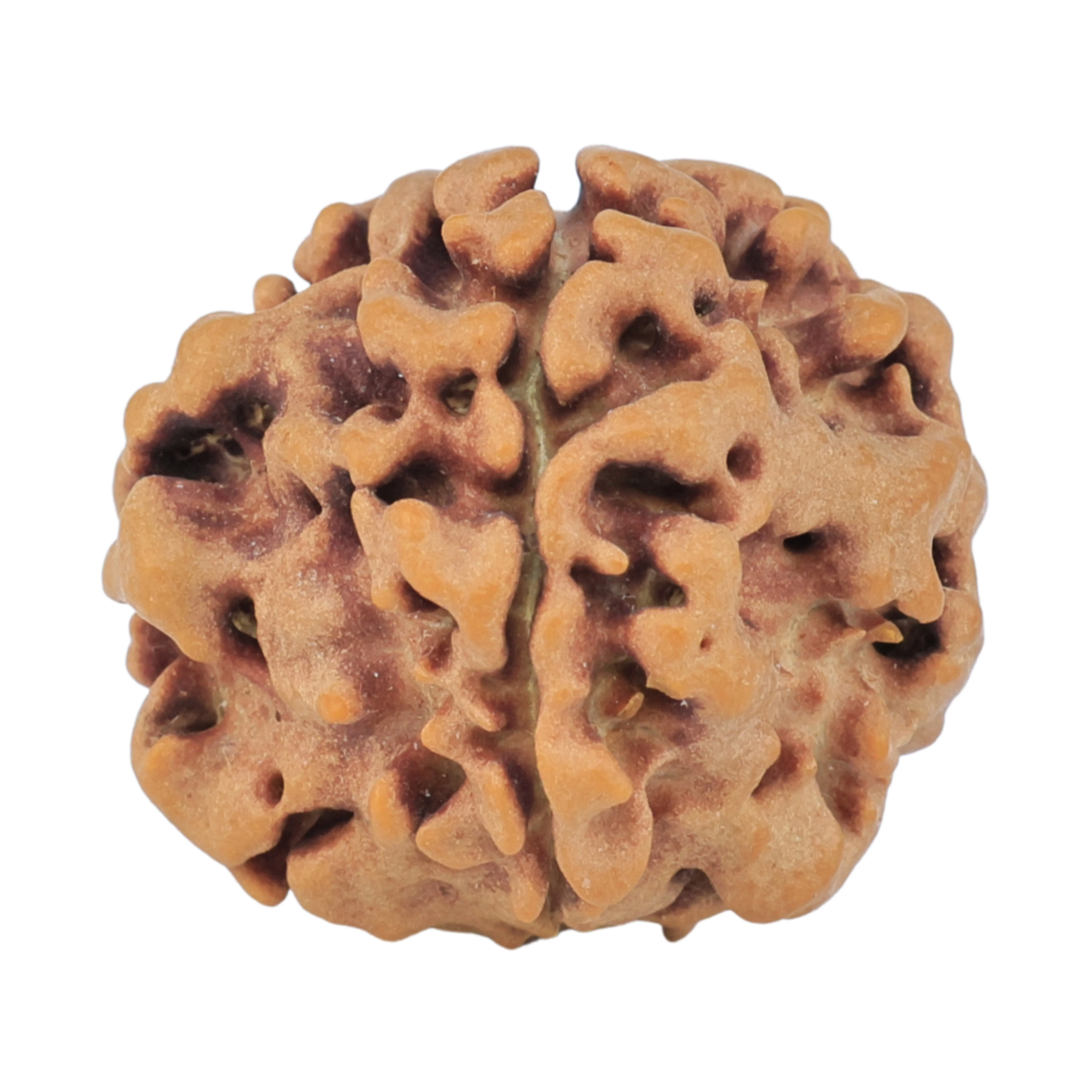 1MK(Underdeveloped) 19.6mm 2.67gm - Rudraksha