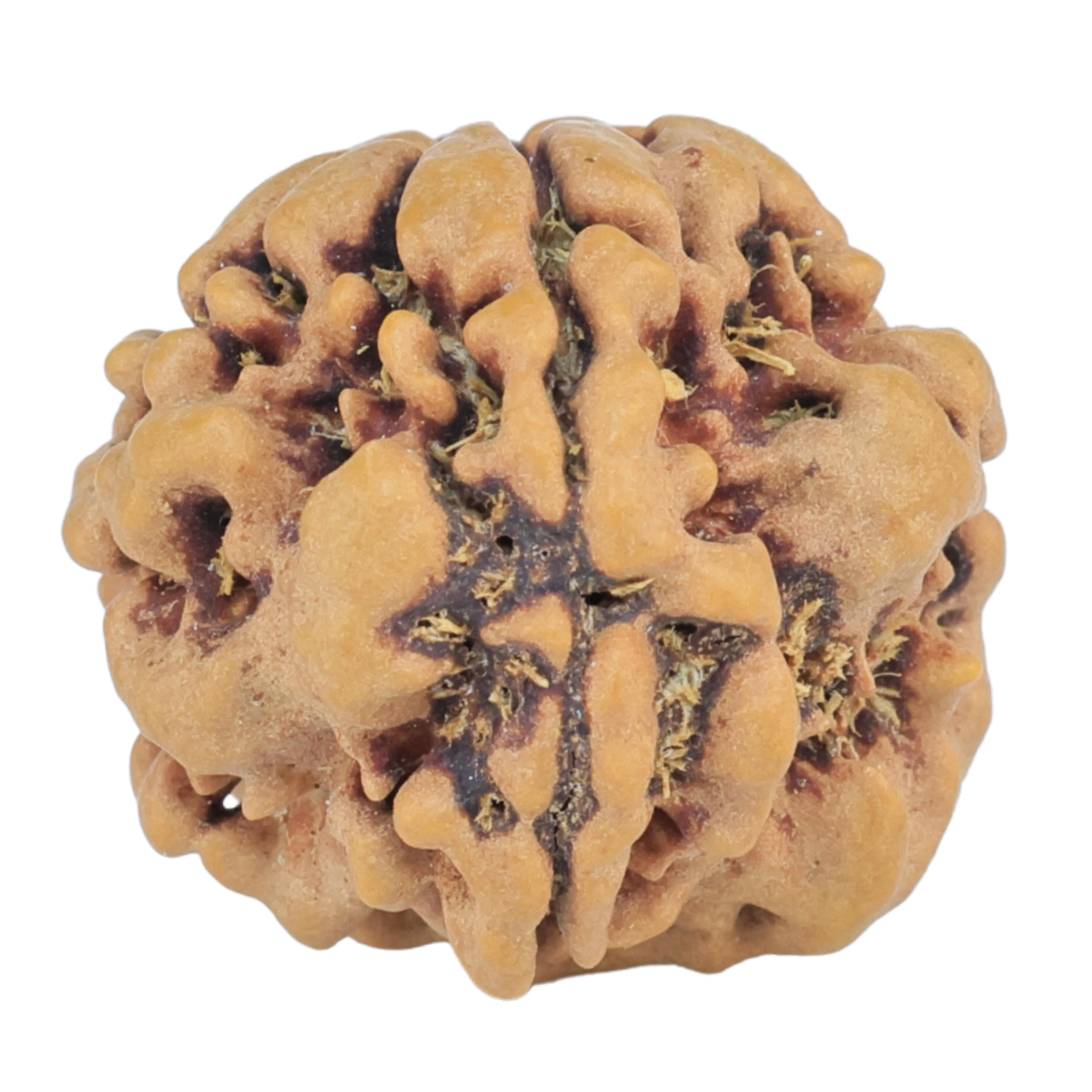 1MK(Underdeveloped) 18.3mm 2.29gm - Rudraksha