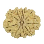10 Mukhi Rudraksha 32.6mm 5.86gm - Rudraksha