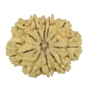 10 Mukhi Rudraksha 32.6mm 5.86gm - Rudraksha