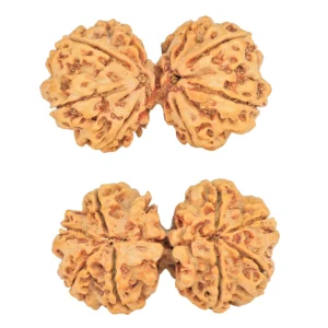 8 MK Gaurishankar 36.9mm 6.72gm - Rudraksha