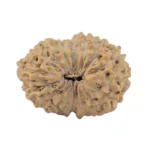17 Mukhi Rudraksha 18.2mm 1.23gm - Rudraksha