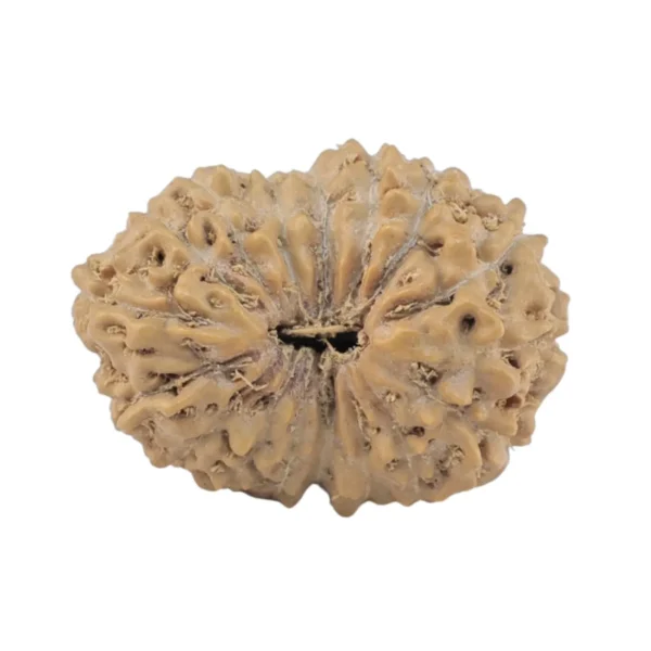 17 Mukhi Rudraksha 18.2mm 1.23gm - Rudraksha