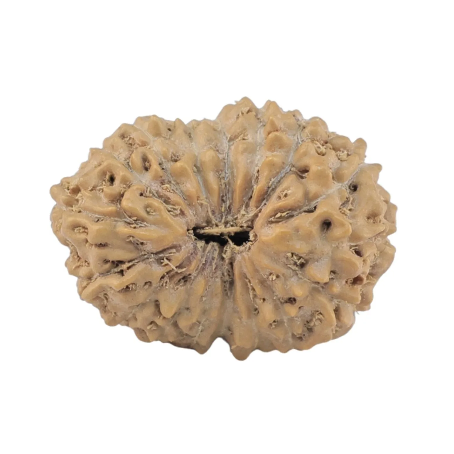 17 Mukhi Rudraksha 18.2mm 1.23gm - Rudraksha