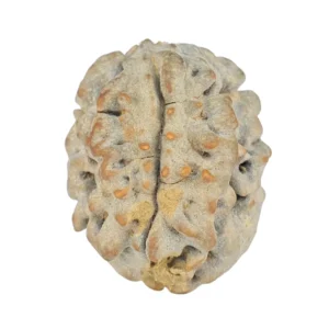 1 Mukhi Rudraksha 19.7mm 2.29gm - Rudraksha