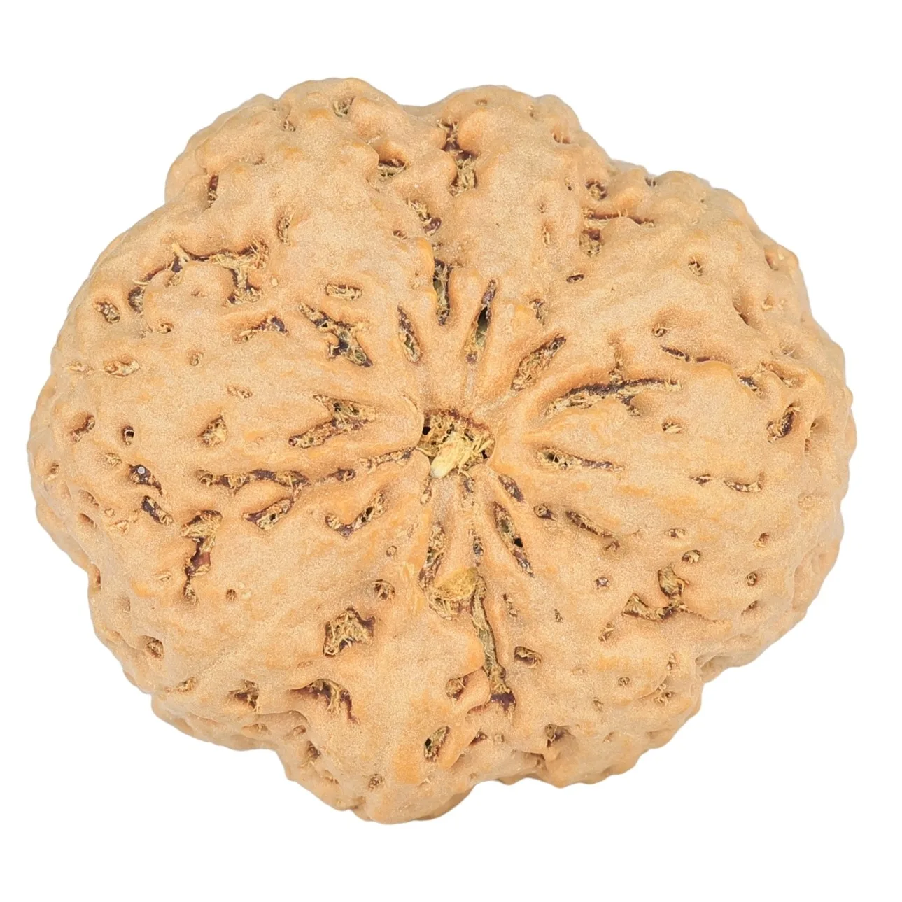 8 Mukhi Rudraksha 32.1mm 8gm - Rudraksha