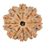 8 Mukhi Rudraksha 24.5mm 4.31gm - Rudraksha